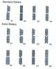 BBM-1.5V W/Pedestal  Variable Speed Motorised  Swage & Jenny Machine 1.2mm capacity W/12 Pairs (24pcs) Roller Dies